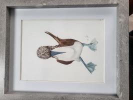 Blue Footed Booby 